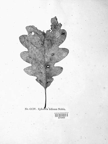 Hypospilina bifrons image